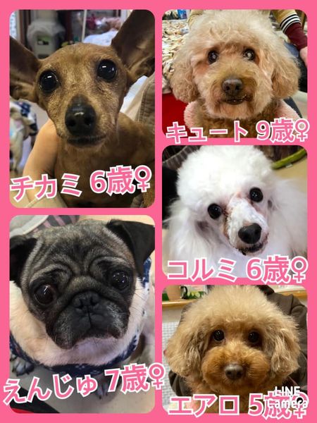 🐾今日の里親様募集中ワンコ🐶メンバーです🐾2022,2,24【保護犬カフェ天神橋店】